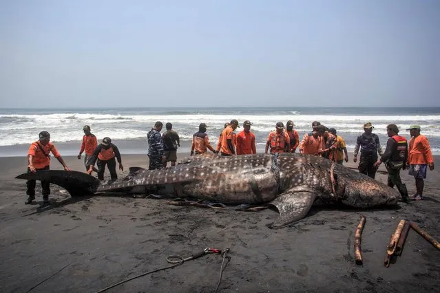 Members of National Search and Rescue Agency (BASARNAS) try to move a carcass of a male whale shark, about 10 metres long and weighing 1.5 tonnes, for burial at Garongon Beach, Yogyakarta, on November 9, 2023. BKSDA reported that dozens of stranded whale sharks had been found on the southern coast of the Java Sea during this year's dry season. (Photo by Devi Rahman/AFP Photo)