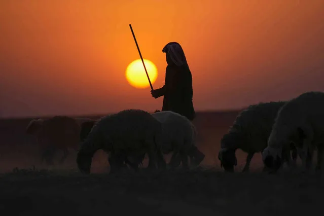 An Iraqi shepherd herds sheep and goats as the sun sets on the outskirts of Hamdaniya, Nineveh province, Iraq, Thursday, September 28, 2023. (Photo by Hadi Mizban/AP Photo)