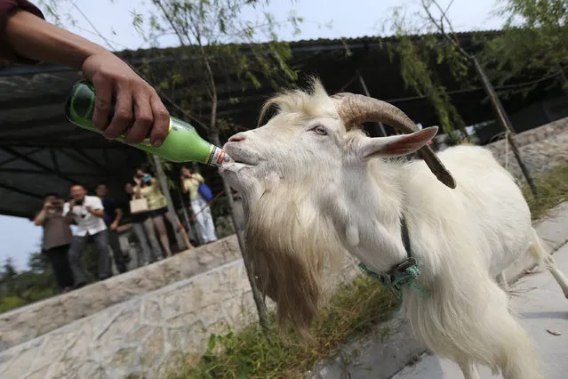 A goat drinks a bottle of beer as visitors watch in Laoshan, Shandong province, September 20, 2012. The goat can drink up to four bottles of beer at a time, local media reported. (Photo by Reuters/China Daily)