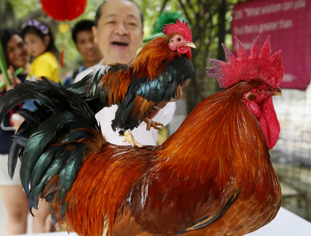 Year of the Red Fire Rooster Begins, Part 1/2