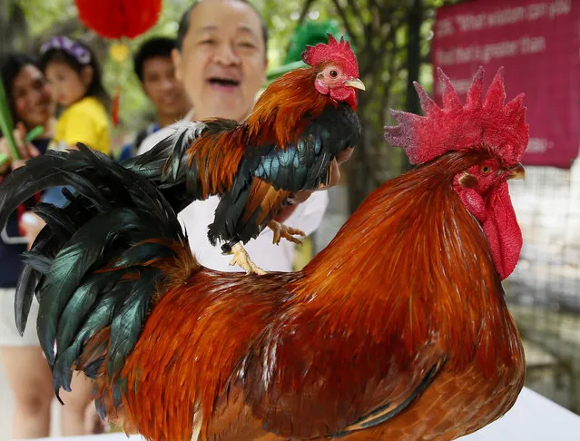 Malabon Zoo owner Manny Tangco holds a full-grown but very small rooster named “Small But Terrible” from Malaysia to compare it with the giant red rooster from France named “Mr. Universe” as they are shown to the media as part of the “Roosters of the World” exhibition to celebrate the “Red Fire Rooster” in the Chinese lunar calendar Friday, January 27, 2017 in suburban Malabon city north of Manila, Philippines. The Roosters of the World exhibition features roosters from countries as the United States, Japan, United Kingdom, France, China, Malaysia, Indonesia and Poland. (Photo by Bullit Marquez/AP Photo)