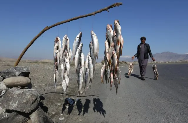 An  Afghan vendor display fish for sale along the Kabul-Jalalabad highway in Sorubi district of Kabul, Afghanistan, Monday, February 1, 2016. (Photo by Rahmat Gul/AP Photo)