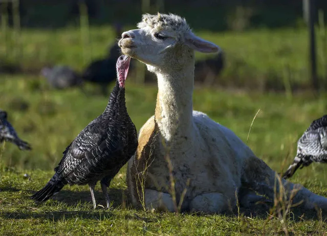 Turkeys are guarded from foxes by Alpacas, at Copas Traditional Turkeys farm, in Cookham, Maidenhead, England, Wednesday, October 6, 2021. (Photo by Steve Parsons/PA Wire via AP Photo)