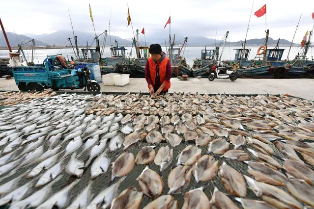 During the autumn and winter seasons, on November 17, 2021, fishermen in Laoshan District, Qingdao City, Shandong Province will pickle and dry some marine fish into dried fish with local characteristics to increase their income. (Photo by Sipa Asia/Rex Features/Shutterstock)
