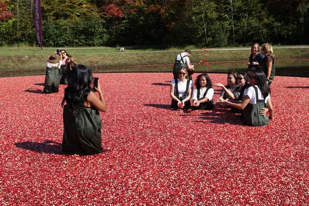 People participate in cranberry plunge activities at Muskoka Lakes Farm and Winery in Bala, Muskoka, Ontario on October 2, 2023. (Photo by Mert Alper Dervis/Anadolu Agency via Getty Images)