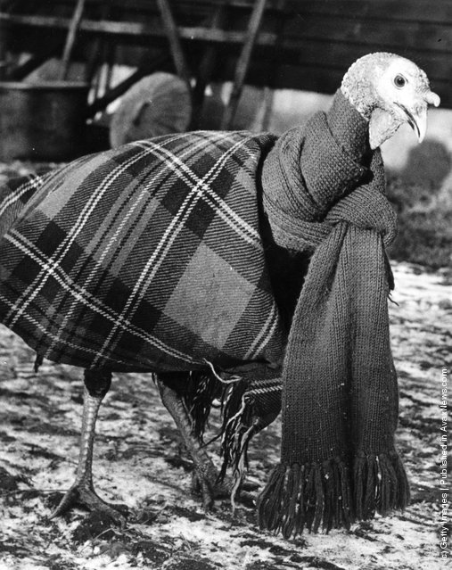 1950: A turkey wrapped up in a blanket and scarf to keep it warm and free from colds and chills