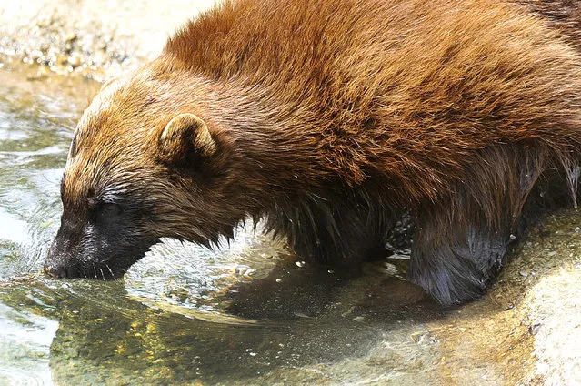 A wolverine sunbathes and cools its paws in its pond at the ZSL Whipsnade zoo on May 13, 2015 in Bedfordshire, England. (Photo by Tony Margiocchi/Barcroft Media)