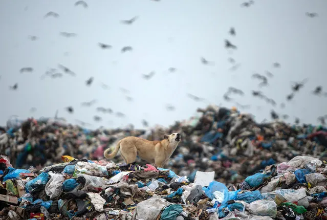 A dog walks through a landfill on the Palestinian side of the border between Israel and eastern Gaza City on February 22, 2017. (Photo by Mahmud Hams/AFP Photo)