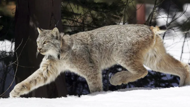 In this April 19, 2005 file photo, a Canada lynx heads into the Rio Grande National Forest after being released near Creede, Colo. Researchers in Northern New England have found breeding populations of the Canada lynx for the first time in northern Vermont and New Hampshire in recent years and are continuing to survey the threatened predator. (Photo by David Zalubowski/AP Photo)