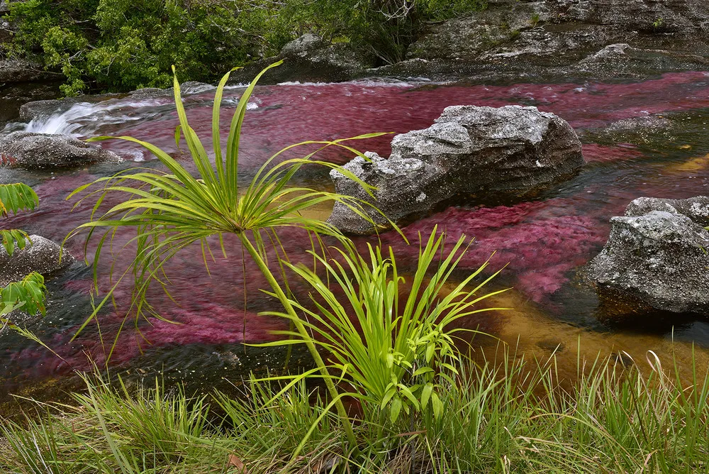 Photographer Olivier Grunewald Captures Cano Cristales – “River of Five Colors”