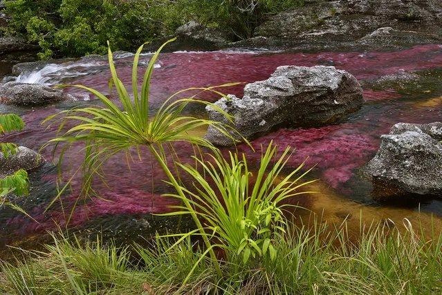 At the end of the rainy season, in August, when the water level finally decrease the Cano Cristales River in the Sierra de la Macarena in Colombia, becomes covered with a bright pink endemic aquatic plant, Macarenia Clavigera. (Photo by Olivier Grunewald)