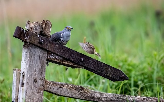 This tiny sedge warbler is certainly brave as it squares off to a cuckoo five times its size in a real David and Goliath stand off in York, North Yorks, UK in the last decade of April 2024. (Phootr by Ian Douglas/Animal News Agency)