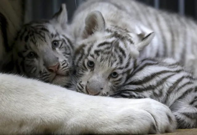 Newly born Indian white tiger cubs rest in their enclosure at Liberec Zoo, Czech Republic, April 25, 2016. (Photo by David W. Cerny/Reuters)