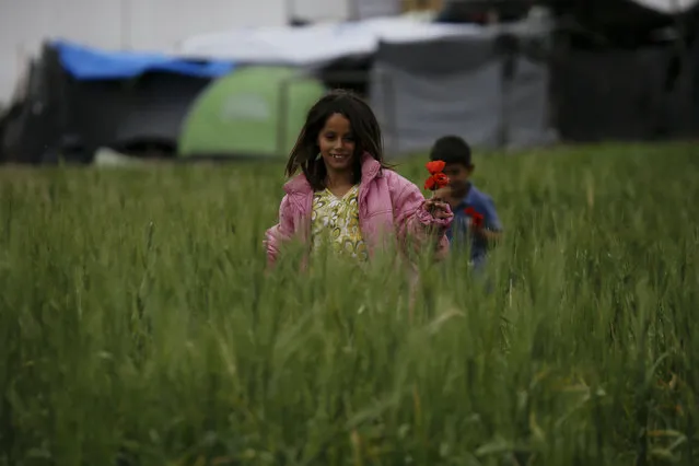 Children collect poppies from a field near a makeshift camp crowded by migrants and refugees, at the northern Greek border point of Idomeni, Greece, Friday, April 29, 2016. Many thousands of migrants remain at the Greek border with Macedonia, hoping that the border crossing will reopen, allowing them to move north into central Europe. (Photo by Gregorio Borgia/AP Photo)