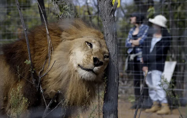 A former circus lion scratches its head against a tree inside an enclosure at Emoya Big Cat Sanctuary in Vaalwater, northern, South Africa, Sunday, May 1, 2016. Thirty-three lions rescued from circuses in Peru and Colombia are heading back to their homeland to live out the rest of their lives in a private sanctuary in South Africa. The operation is the largest ever airlift of lions, organized and paid for by Animal Defenders International. (Photo by Themba Hadebe/AP Photo)