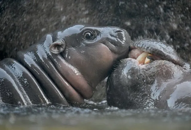 A 2-days old male baby pygmy hippo plays in the water at the Taipei Zoo on August 12, 2019. (Photo by Sam Yeh/AFP Photo)