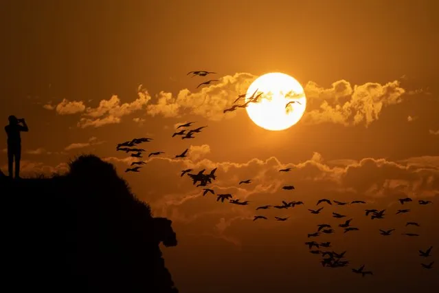 A man uses his smart phone to capture birds fly as the sun sets the over the Mediterranean Sea in the Israeli Arab village of Jisr al-Zarqa, Israel, Saturday, January 8, 2022. (Photo by Ariel Schalit/AP Photo)