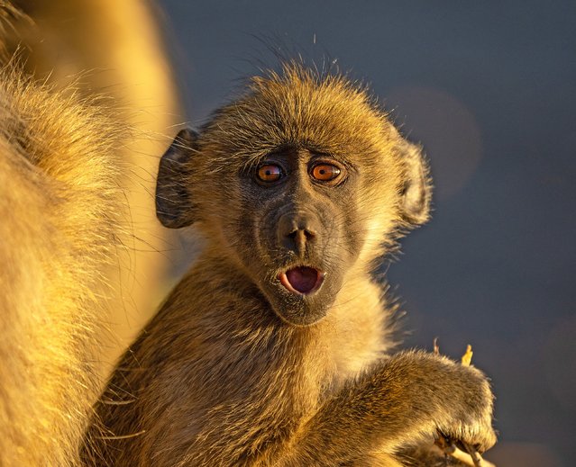 A baby baboon is captured mid-yawn in the Chobe National Park, Botswana in the second decade of June 2024. (Photo by Nick Dale/Solent News)