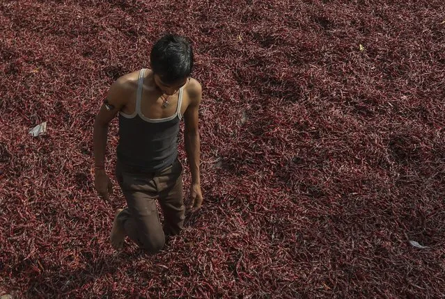 A worker cleans dried red chilies at a wholesale market in Hyderabad, India, Sunday, February 20, 2022. (Photo by Mahesh Kumar A./AP Photo)