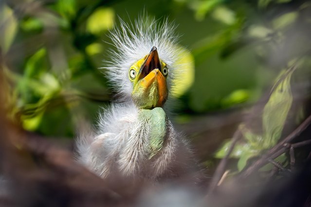 A recently hatched baby Egret bird seen in a nest at the Gatorland Bird Rookery in Kissimmee, Florida on March 17, 2022. Gatorland is known as The Alligator Capital of the World and has a 10 acre natural bird rookery. (Photo by Ronen Tivony/SOPA Images/Rex Features/Shutterstock)