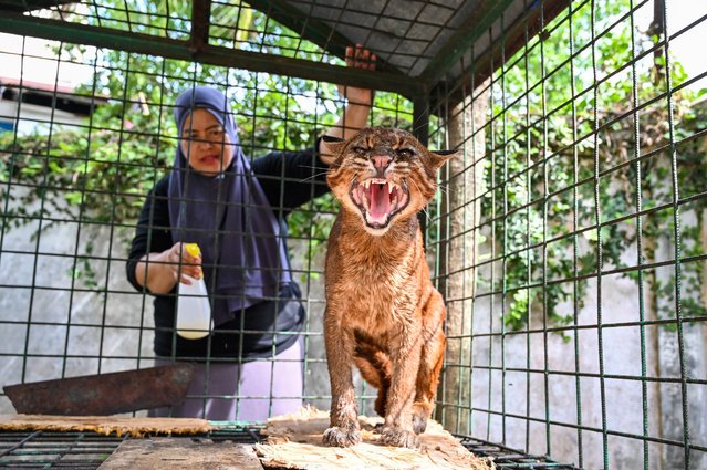 A vet checks a male Asian golden cat for treatment after he was seized from an illegal animal hunter by Indonesian nature conservation agency (BKSDA), in Banda Aceh on June 29, 2024. (Photo by Chaideer Mahyuddin/AFP Photo)