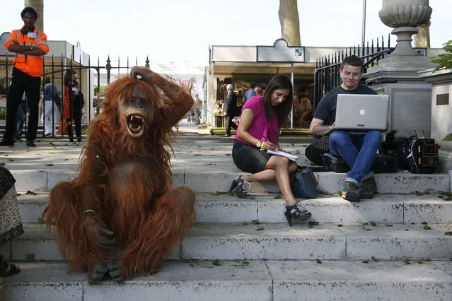 A man dressed as an orangutan sits next to members of the press during media day at the Chelsea Flower Show in London May 19, 2014. (Photo by Stefan Wermuth/Reuters)