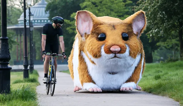 A twelve foot long giant hamster has surprised Londoners along the South Bank, Millennium Bridge and Clapham Common on May 26, 2016. A 4-metre pedal-powered mechanical model hamster, which has been created in the likeness of Jaffa the hamster, who is listed as one of the 10 oddest discoveries made by Kwik Fit technicians in customers’ cars. (Photo by Joe Pepler/Rex Features/Shutterstock)