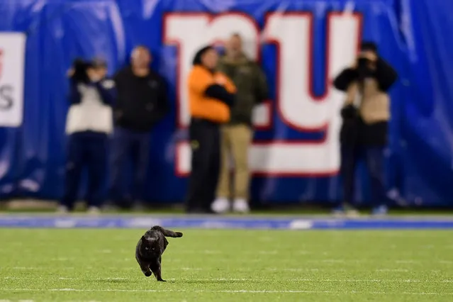 A black cat runs on the field during the second quarter of the New York Giants and Dallas Cowboys game at MetLife Stadium on November 04, 2019 in East Rutherford, New Jersey. (Photo by Emilee Chinn/Getty Images)