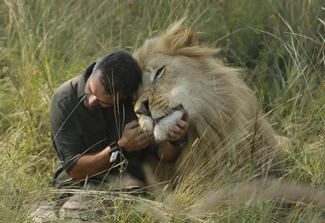 In this photo taken on Wednesday, March 15, 2017, Kevin Richardson, popularly known as the “lion whisperer”, interacts with one of his lions while out for a walk in the Dinokeng Game Reserve, near Pretoria, South Africa. (Photo by Denis Farrell/AP Photo)