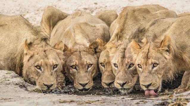 A pride of lionesses group together for safety while they drink on a bank of the Chobe river, in Chobe National Park, Botswana in March 2024. (Photo by Charl Stols/Solent News)