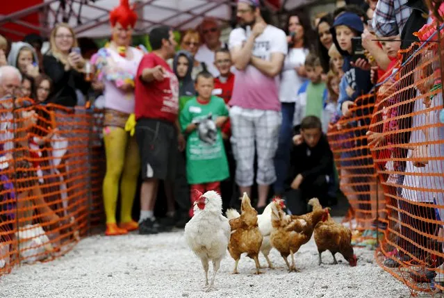 Hens make their way down the track during the World Championship Hen Racing Championships in Bonsall, Britain, August 1, 2015. (Photo by Darren Staples/Reuters)