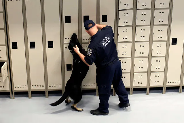 Metropolitan Transit Authority (MTA) Police Officer Keith Flood trains with his K-9 partner Doc, a German Shepherd, inside the “warehouse room” at the new MTA Police Department Canine Training Center in Stormville, New York, U.S., June 6, 2016. (Photo by Mike Segar/Reuters)