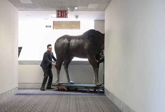 Staff members in Sen. Jeanne Shaheen's (D-NH) office move a stuffed moose as it arrives at the Hart Senate Office Building on June 13, 2023 in Washington, DC. The stuffed moose named “Marty the Moose” and a stuffed bear named “Kodak the Bear” will be on display in the office of New Hampshire Senator Jeanne Shaheen as part of the twelfth annual Experience New Hampshire event. (Photo by Kevin Dietsch/Getty Images)