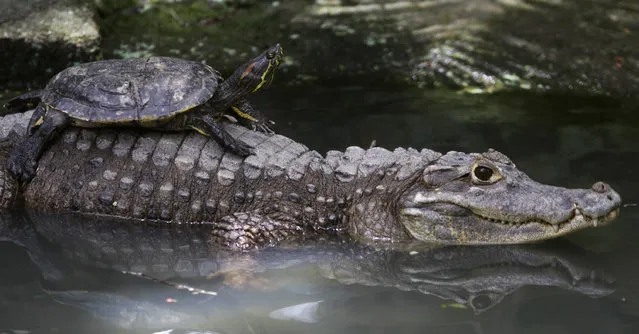 A turtle lies on top of an alligators back at the Summit Zoo in Panama City August 10, 2012. (Photo by Carlos Jasso/Reuters)