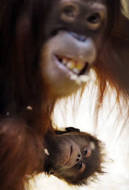 A Sumatran orangutan holds her 5 week-old baby Malou at the Zurich Zoo in Switzerland on May 15, 2012