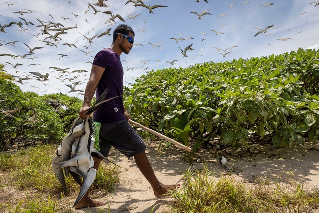 Carson Ngiralbong, a ranger with the Hatohobei State Rangers, collects bridled tern for dinner on July 17, 2024, on Helen Island, Palau. (Photo by Yannick Peterhans/AP Photo)