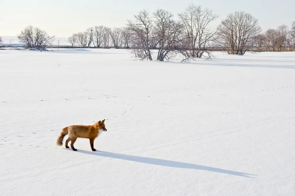 Fox's Kamchatka by Sergey Gorshkov