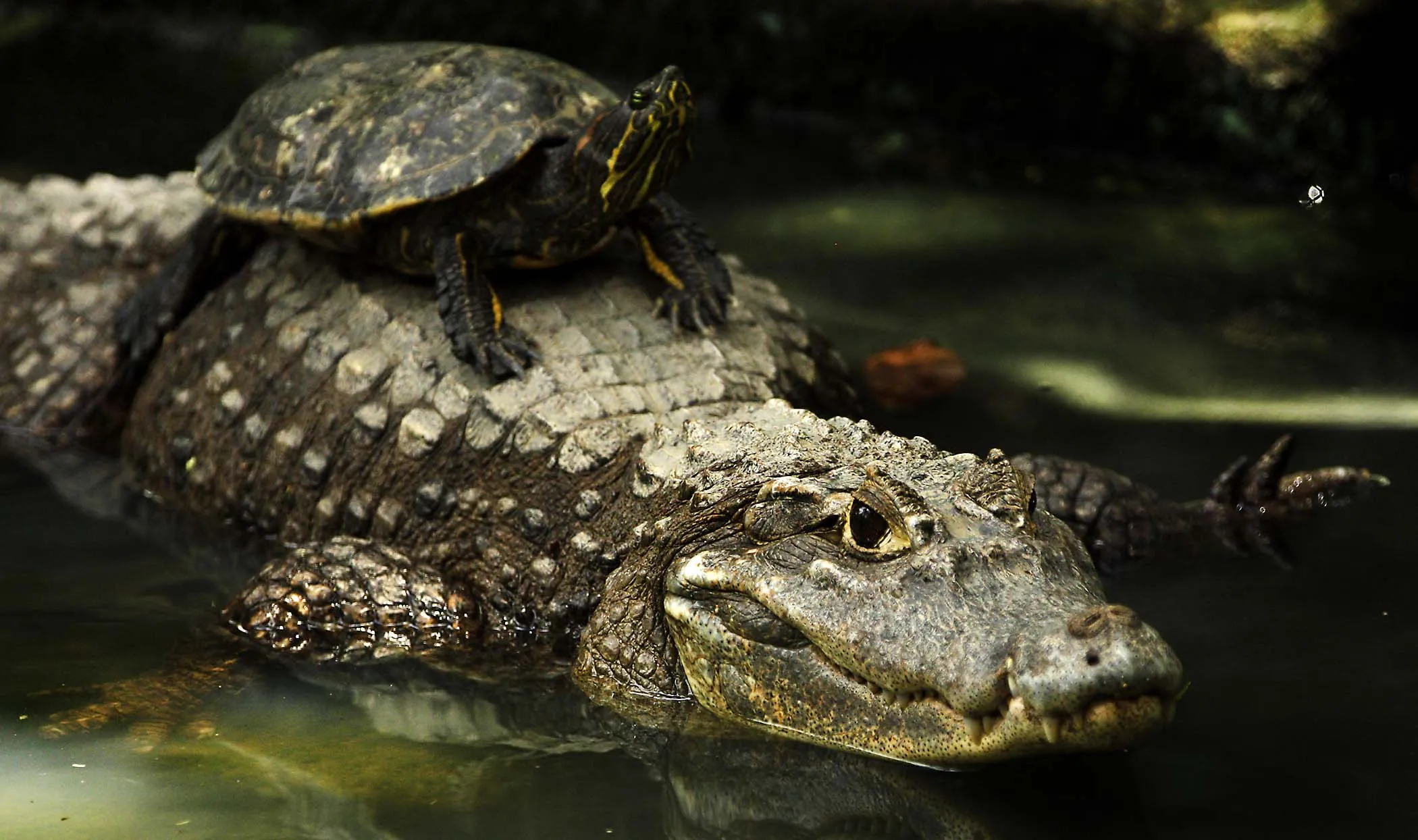 Черепахи живут 300. Пресмыкающиеся Аллигатор. Черепаха Аллигатор. Крокодил и черепаха. Череп крокодила.