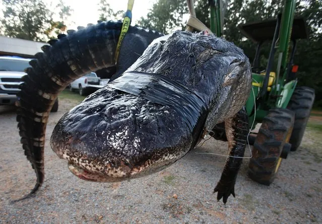 In this Saturday, August 16, 2014 photo, a large alligator weighing 1011.5 pounds measuring 15-feet long is pictured in Thomaston, Ala. The alligator was caught in the Alabama River near Camden, Ala., by Mandy Stokes and family, according to AL.COM. (Photo by Sharon Steinmann/AP Photo/Al.com)