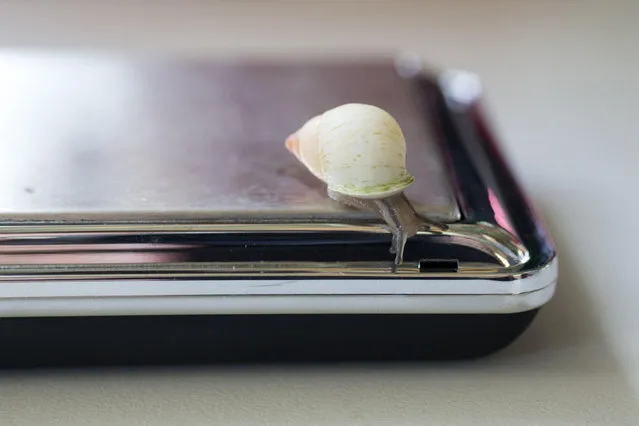 A Partula snail weighting 1mg is measured during the annual weight-in ZSL London Zoo on August 21, 2014 in London, England. The height and mass of every animal in the zoo, of which there are over 16,000, is recorded and submitted to the Zoological Information Management System. This is combined with animal measurement data collected from over 800 zoos and aquariums in almost 80 countries, from which zoologists can compare information on thousands of endangered species. (Photo by Oli Scarff/Getty Images)