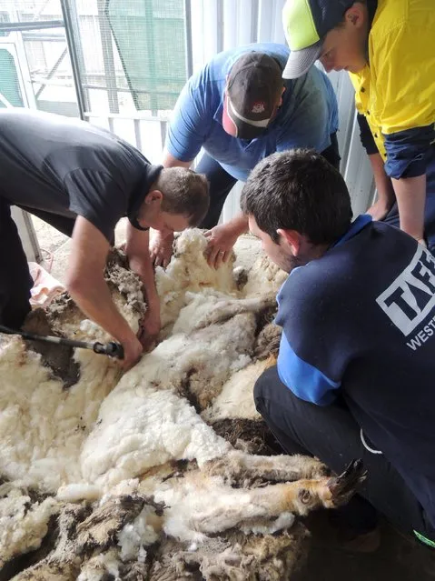 Australian sheep shearer Ian Elkins clips over 40 kilograms (88.2 lbs) of wool off a sheep found near Australia's capital city Canberra, September 3, 2015, making him unofficially the world's woolliest sheep. The sheep, named Chris by his rescuers was found near Mulligan's Flat on the northern outskirts of Canberra on Wednesday and was said to be struggling to walk under the weight of his coat. (Photo by Reuters/RSPCA)