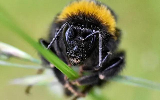 A bumblebee shows its teeth sitting on a blade of grass on a warm spring Monday, May 27, 2019 in a garden in Gelsenkirchen, Germany. (Photo by Martin Meissner/AP Photo)