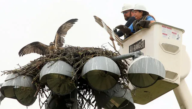 In this September 10, 2014 photo, an orphaned juvenile osprey flaps its wings after being released into a nest located on lights high above Strawberry Fields in Poulsbo, Wash., by West Sound Wildlife Shelter's Lynne Weber, and Apslundh's James Corey. The orphan ended up being taken back to the shelter and will be released at a later date. (Photo by Meegan M. Reid/AP Photo/Kitsap Sun)