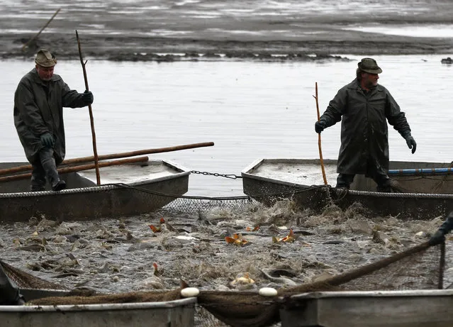 Fishermen look at their catch during a traditional fish haul of the Horusicky pond near the town of Veseli nad Luznici, Czech Republic, Tuesday, October 24, 2017. (Photo by Petr David Josek/AP Photo)