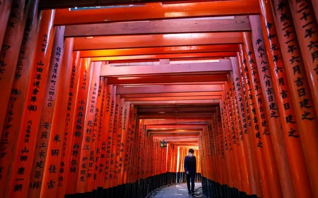 A man wearing a protective face mask walks through the Senbon Torii (Thousands Torii Gates), a tunnel of torii gates, at Fushimi Inari Taisha Shrine in Kyoto, Japan, 13 May 2020, amid the ongoing coronavirus COVID-19 pandemic. The streets of Japan's ancient capital Kyoto and its world-famous tourist spots are largely deserted as the number of foreign visitors declined more than 93 per cent from previous year, the local media reported in late April. Japan's tourism industry has been hit hard by the COVID-19 crisis risking millions of jobs. The Japanese government extended the nationwide state of emergency until 31 May, in a bid to curb the spread of the coronavirus SARS-CoV-2 which causes the COVID-19 disease. (Photo by Dai Kurokawa/EPA/EFE)