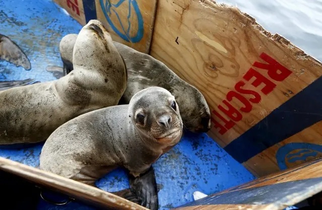 Sea lions wait on the deck of the boat before being released in front of Palomino island, in Callao, Peru September 12, 2015. (Photo by Mariana Bazo/Reuters)