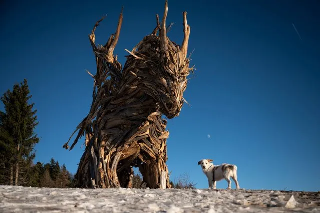 A dog stands near the “Vaia Dragon”, a sculpture made by Italian artist Marco Martalar in Lavarone near Trento, Alps Region, Northeastern Italy, on December 13, 2021. Venetian artist Marco Martalar creates his works from wooden debris of the Vaia windstorm that hit the Veneto region in October 2018, destroying thousands of hectares of forest, shattering the Italian forest system. The artist goes to the affected places to search and collect pieces of roots without any use of tools, only with his bare hands. The sculpture of the “Drago Vaia” represents the fury of nature that has struck these areas. (Photo by Marco Bertorello/AFP Photo)
