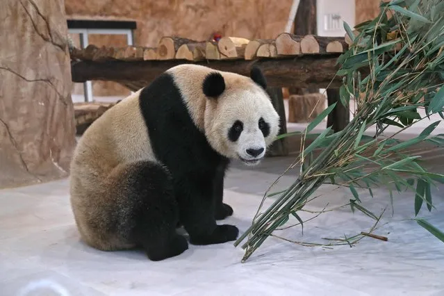 A Chinese giant panda is pictured in an enclosure at the Panda Park in Al Khor on October 19, 2022. Qatar became the first Middle Eastern country Wednesday to receive Chinese giant pandas – Suhail and Soraya – who, in true Gulf fashion, took up residence in luxury air-conditioned quarters. The Chinese government sent the animals as gift to mark the World Cup that starts November 20. China has not qualified for the event, but is a major customer for Qatar's natural gas. (Photo by Denour/AFP Photo)