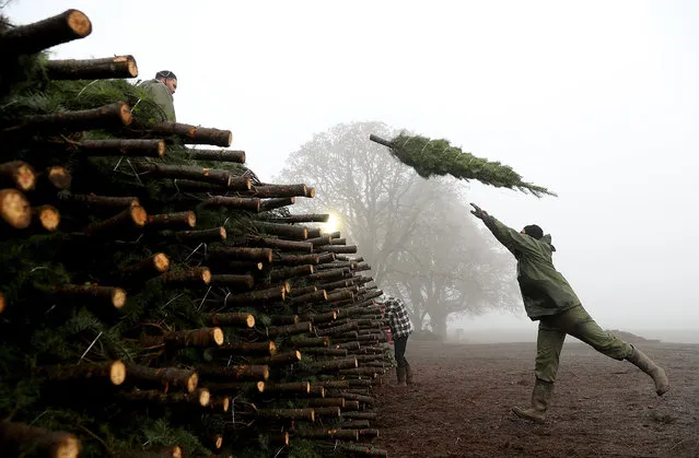A worker at Holiday Tree Farms throws a freshly harvested Christmas tree onto a pile of trees that are ready to be shipped at the Beaver Creek shipping yard on November 18, 2017 in Philomath, Oregon. The Christmas tree harvest is underway at Holiday Tree Farms, the biggest grower of holiday trees in the United States, as workers harvest and ship an estimated one million trees ahead of the Christmas holiday. (Photo by Justin Sullivan/Getty Images)