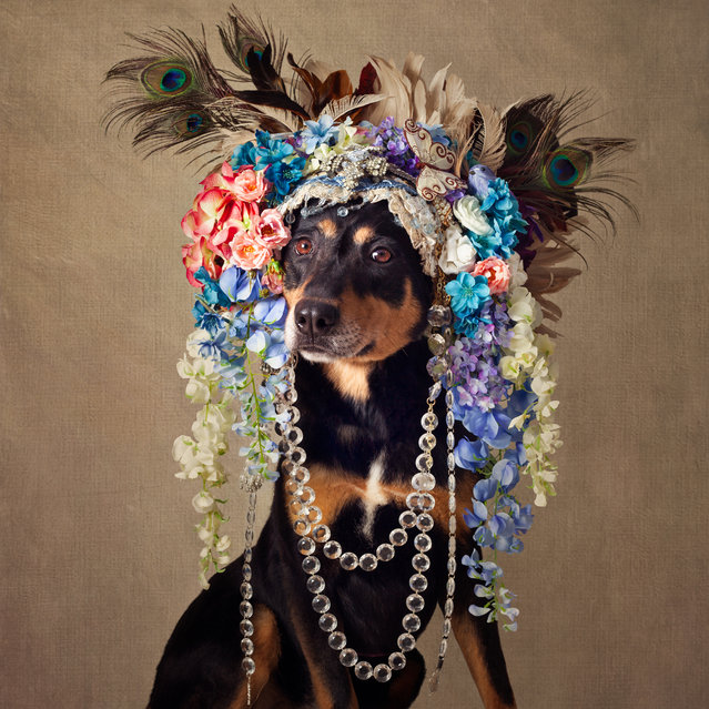 Midnight wears a stunning headdress was generously donated by New York designer Joan Marentis Kelly for Cosmik Souls Handcrafted Jewelry and Couture Accessories, in Arkansas, United States. (Photo by Tammy Swarek/Barcroft Images)